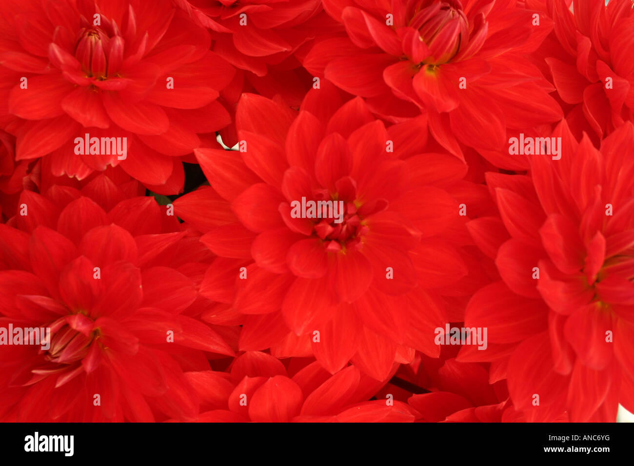 Soft pink spiky dahlia flower hi-res stock photography and images - Alamy