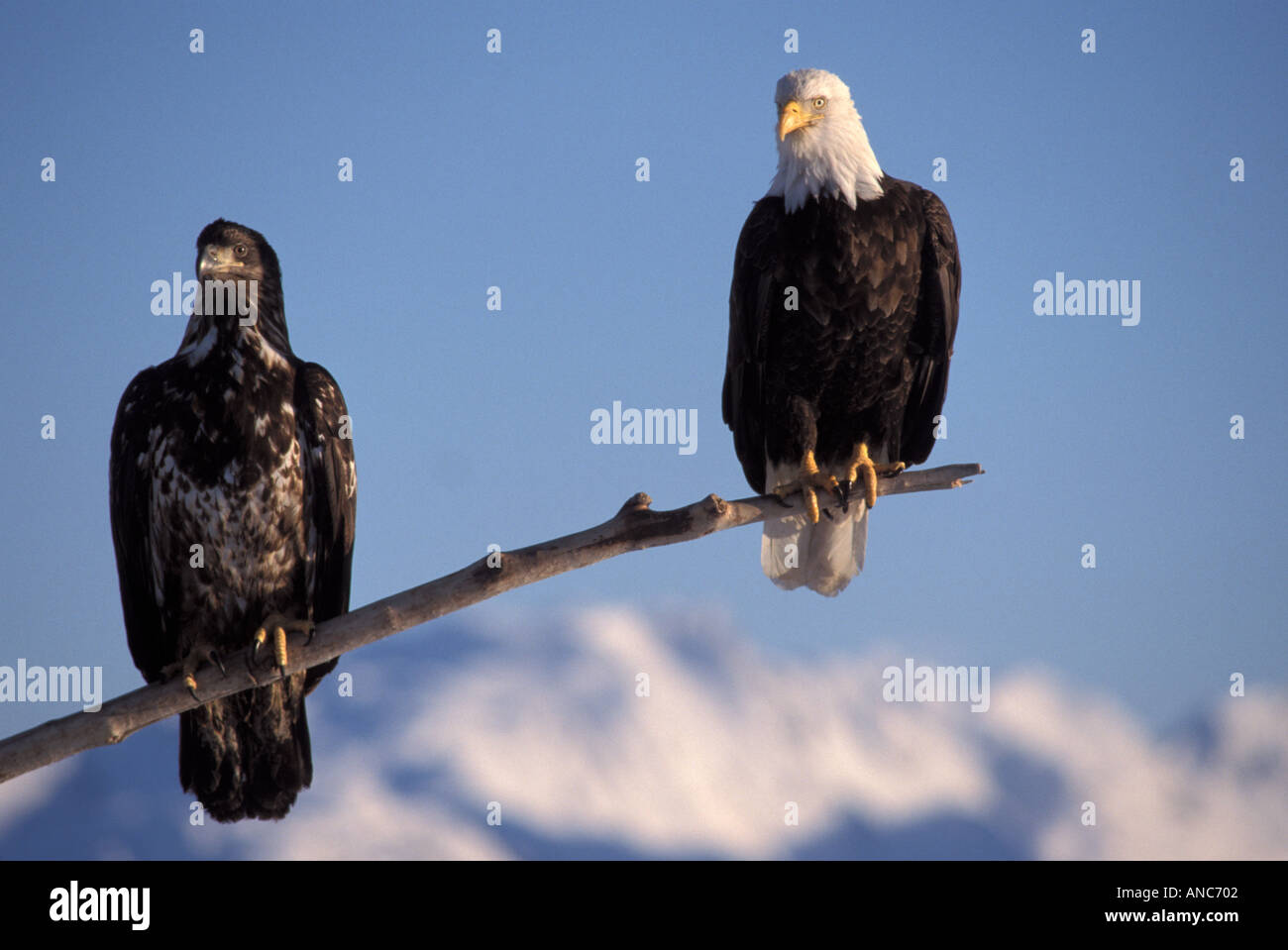Mature and immature Bald Eagle Alaska Stock Photo - Alamy