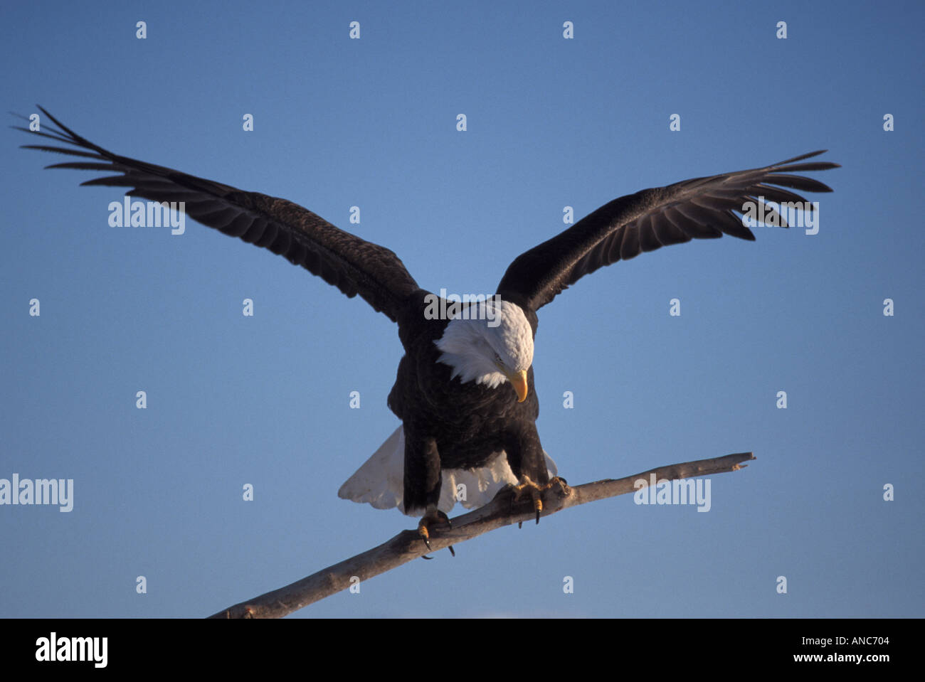 Bald Eagle Alaska Stock Photo - Alamy