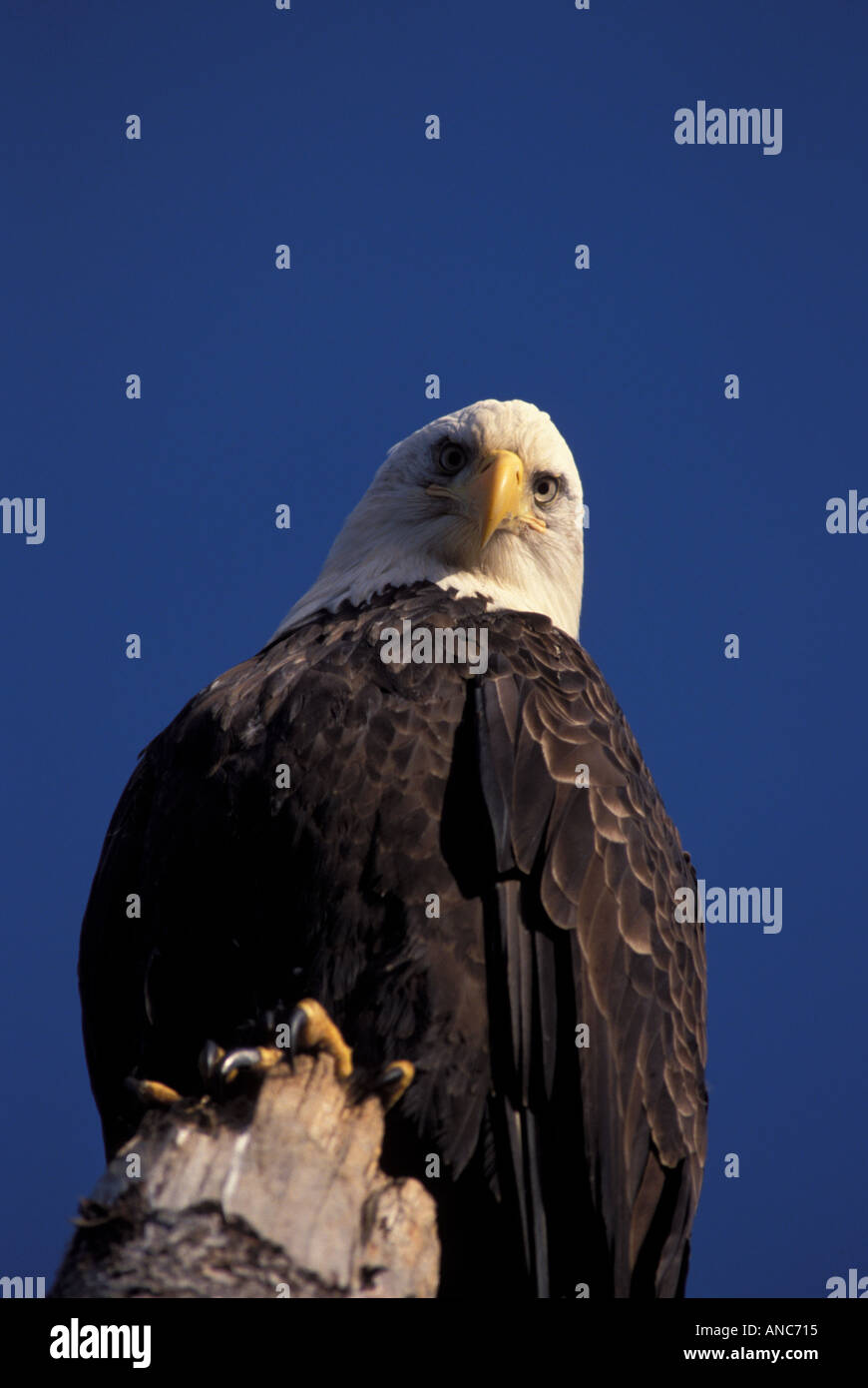 Bald Eagle looking down Alaska Stock Photo Alamy