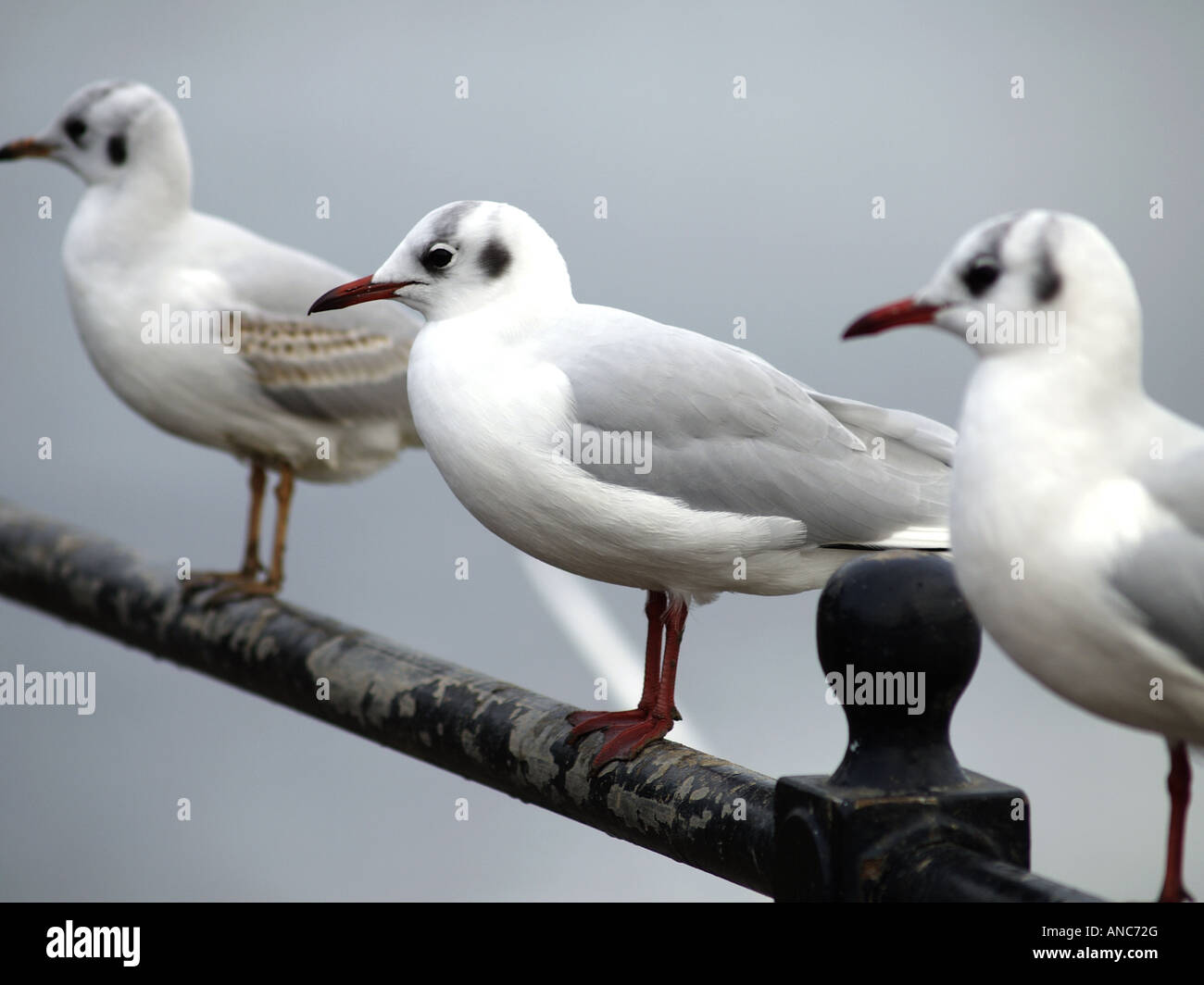 Black Headed Gull, Larus ridibundus,  in winter plumage perched on a metal post in a row Stock Photo