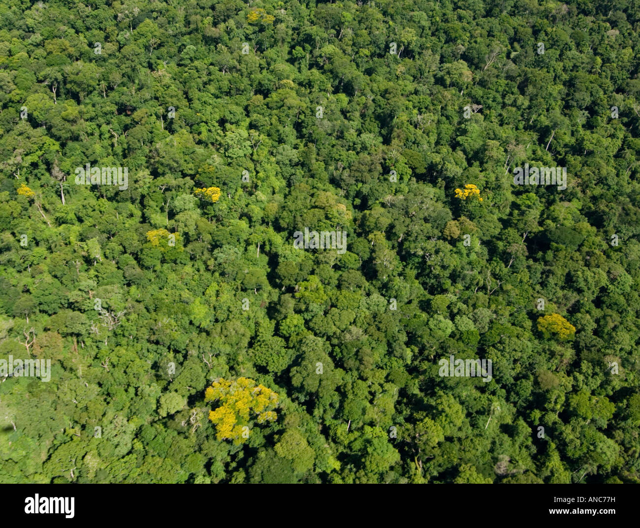 Aerial view of the rainforest in Iguacu National Park, Parana, Brazil Stock Photo