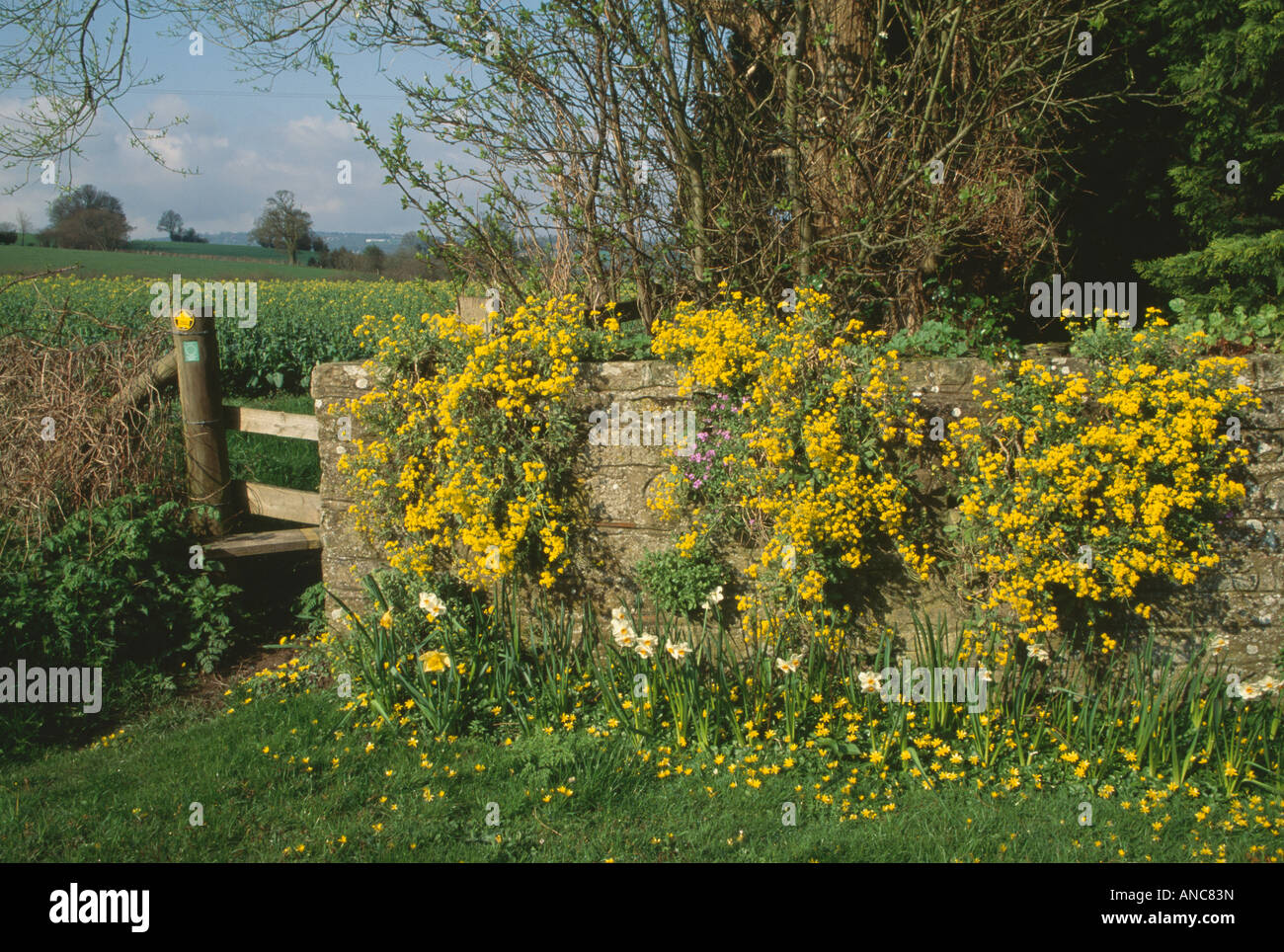 Yellow rockery plant on old stone wall with wooden stile into country ...