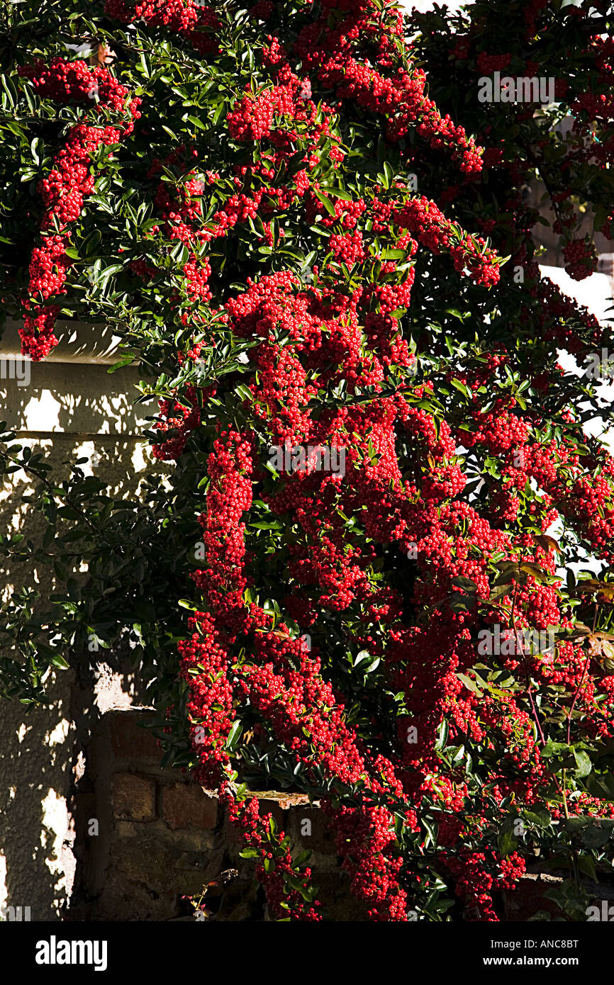 Red berries of a pyracantha coccinea plant Stock Photo