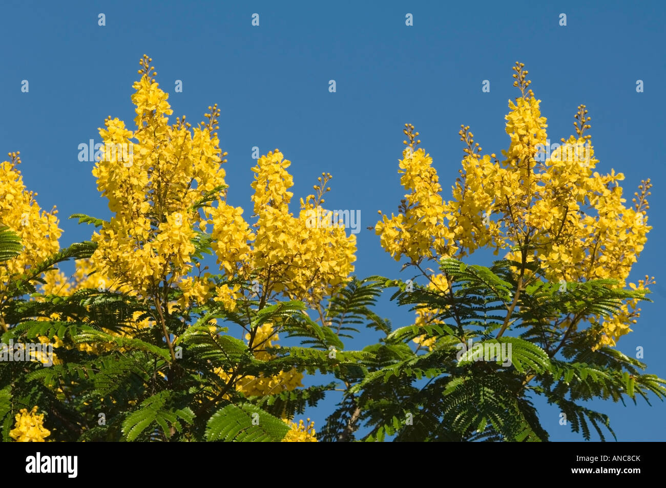 Caesalpiniaceae Parana Brazil Stock Photo