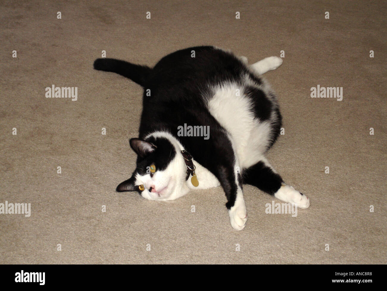 Cute tabby cat gets on the body weight scale. Stock Photo