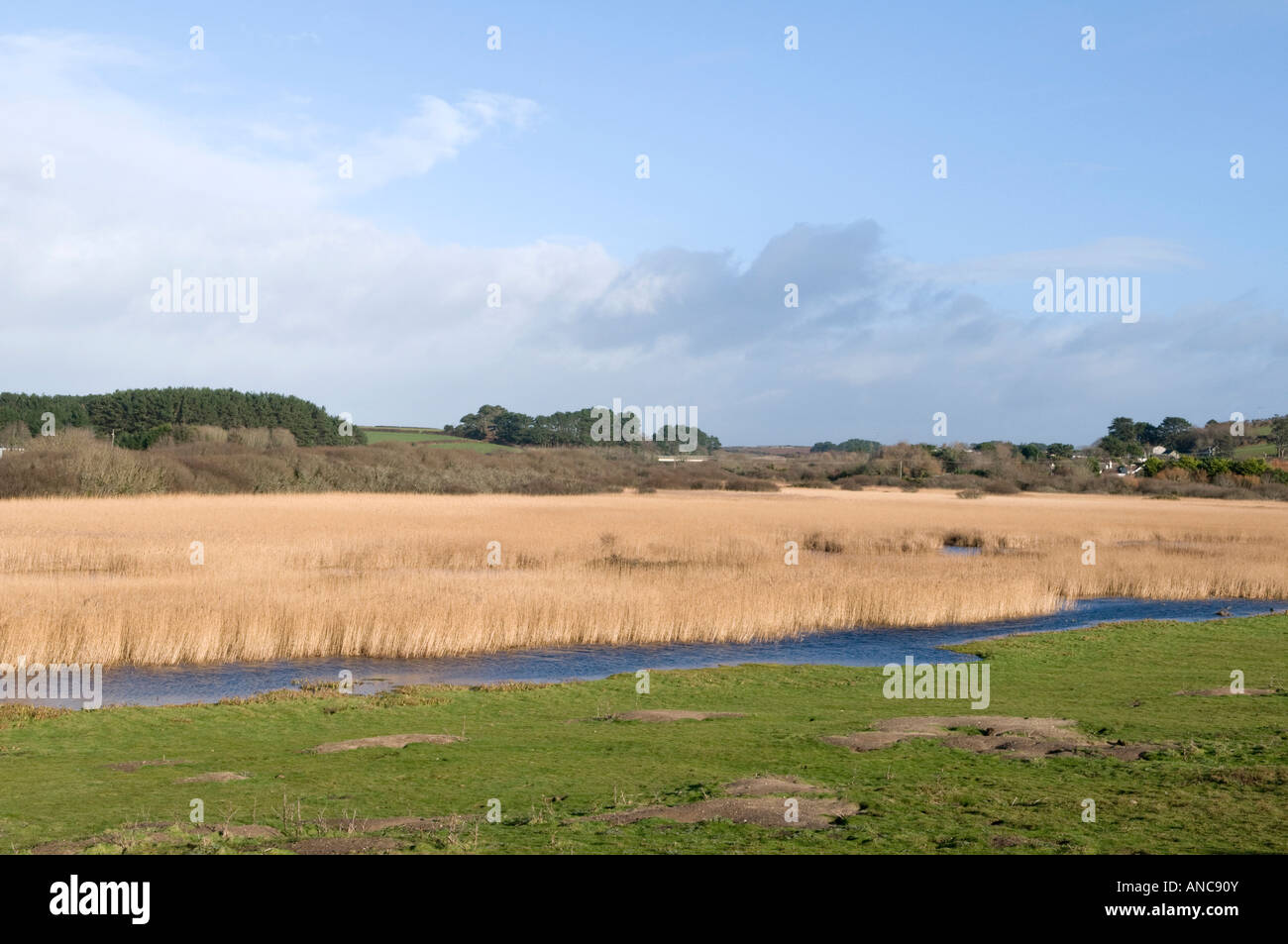 Marazion Marshes, Cornwall a haven for wildlife and migratory wild fowl and birds Stock Photo