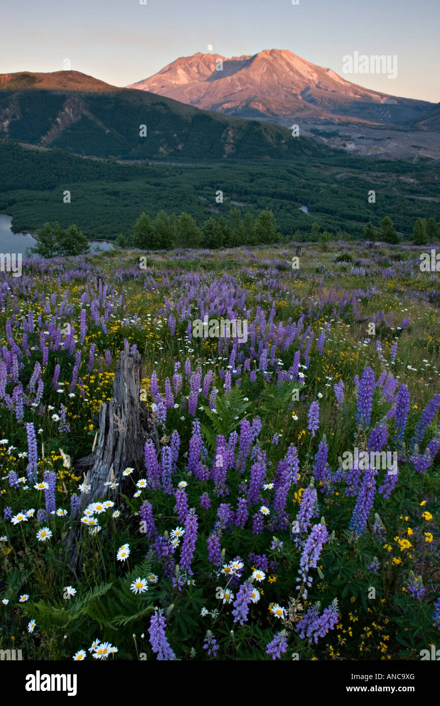 Mount st helens active hi-res stock photography and images - Alamy