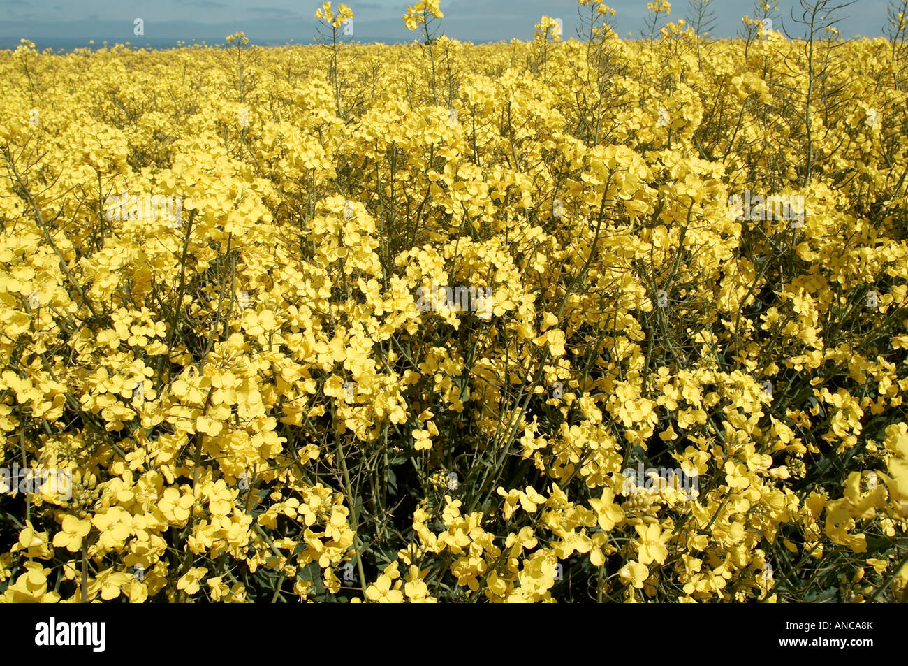oil seed rape yellow biofuel biomass bio mass fuel Stock Photo - Alamy