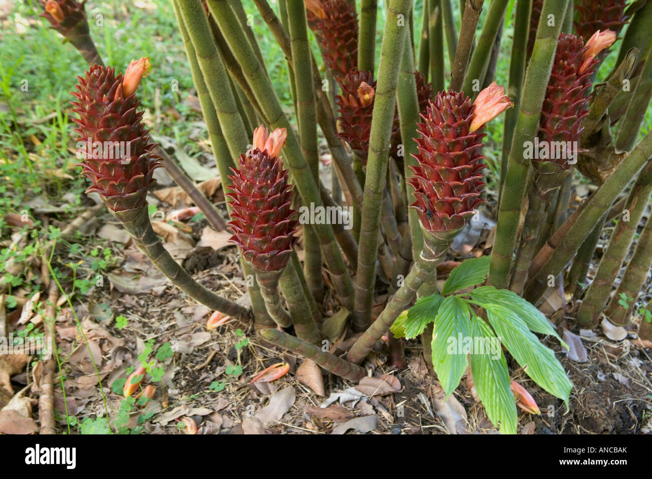 Ginger plant flowering 'Costus longibracteolatus'. Stock Photo