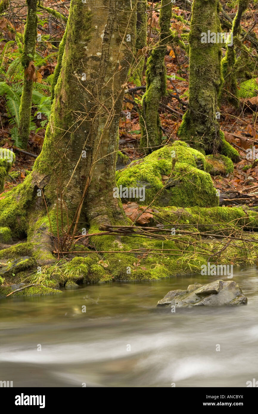 Moss covered trees beside creek in west coast temperate rainforest