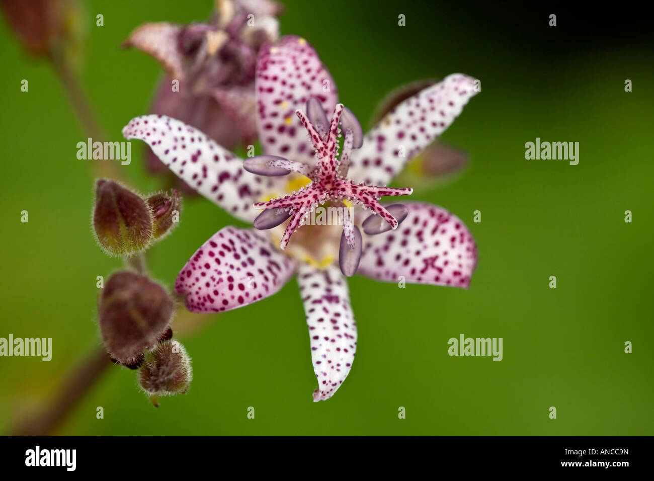Toad Lily, Tricyrtis Stock Photo