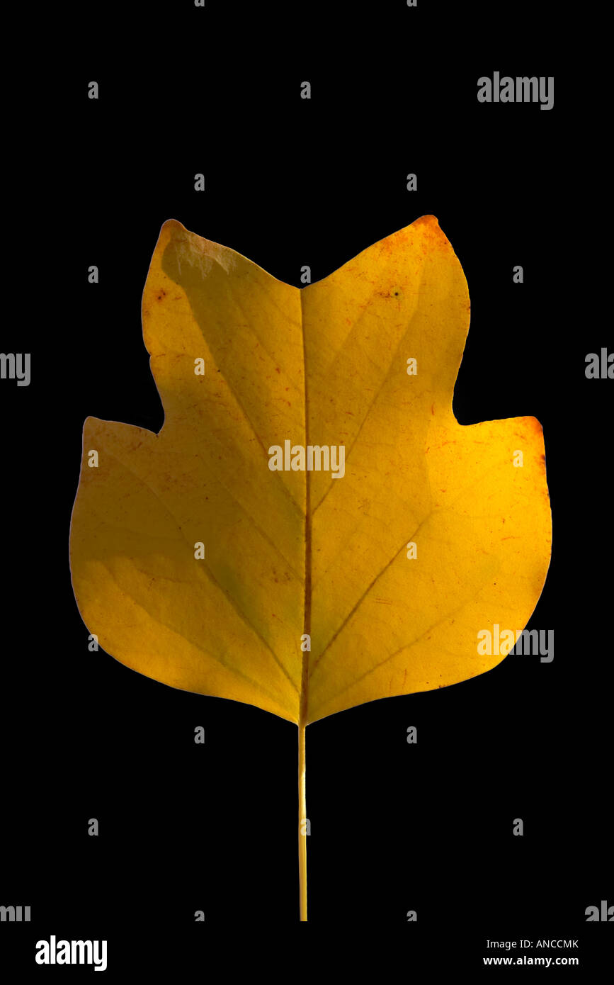 Tree black background leaf hi-res stock photography and images - Alamy