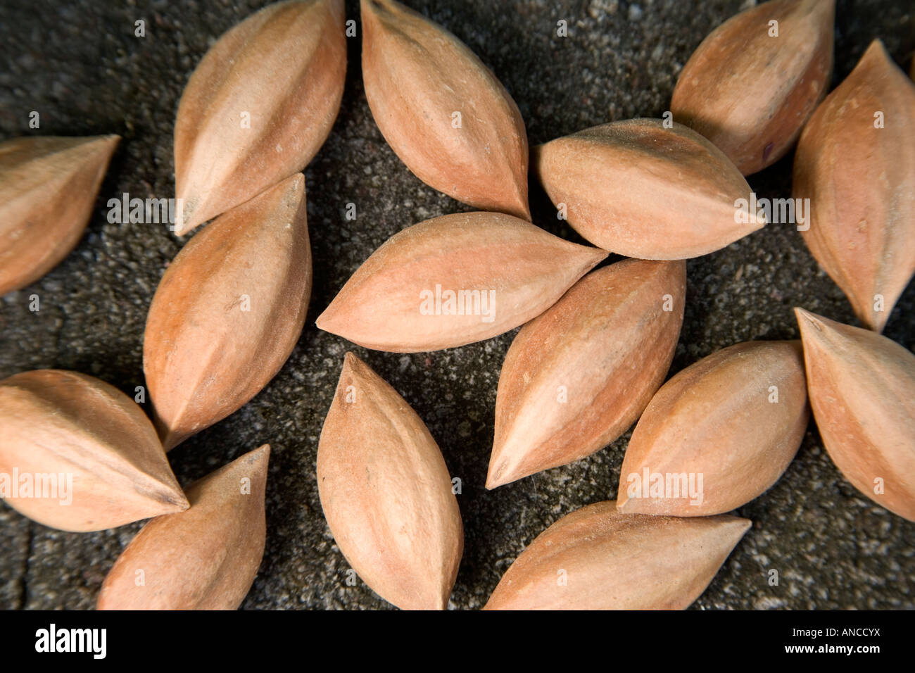 Harvested  drying Pili nuts. Stock Photo