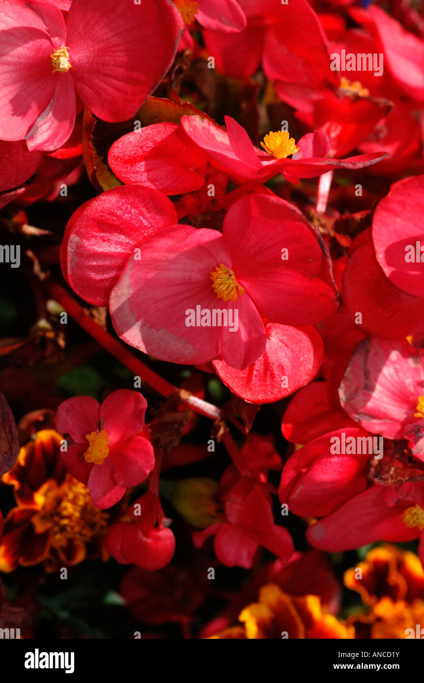 Perennial Begonia Flowers. Stock Photo