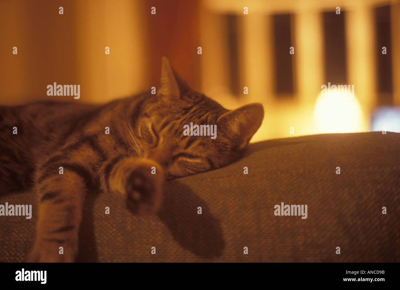cat sleeping on a chair Stock Photo Alamy