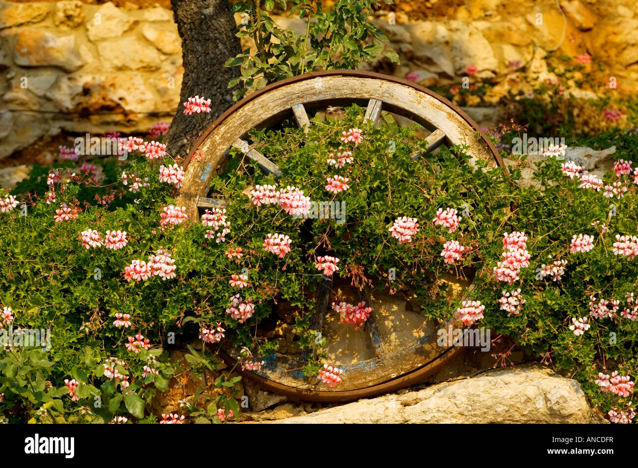 Old fashioned wooden wheel covered with flowers Stock Photo