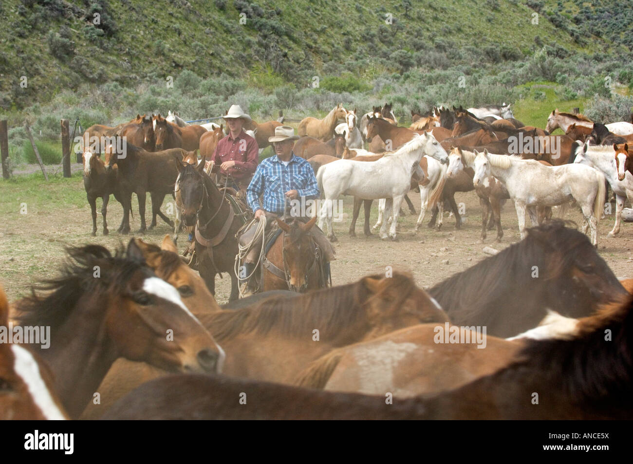 USA, Washington, Malaga, Young cowboy and foreman working corralled horses after roundup. Stock Photo