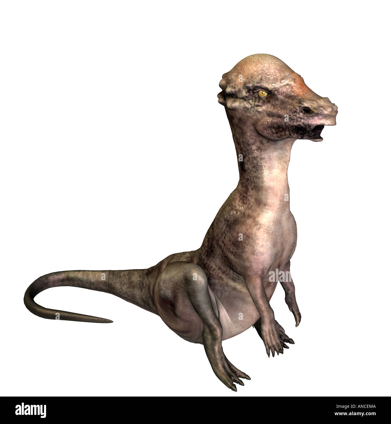 dinosaur Pachycephalosaurus Stock Photo