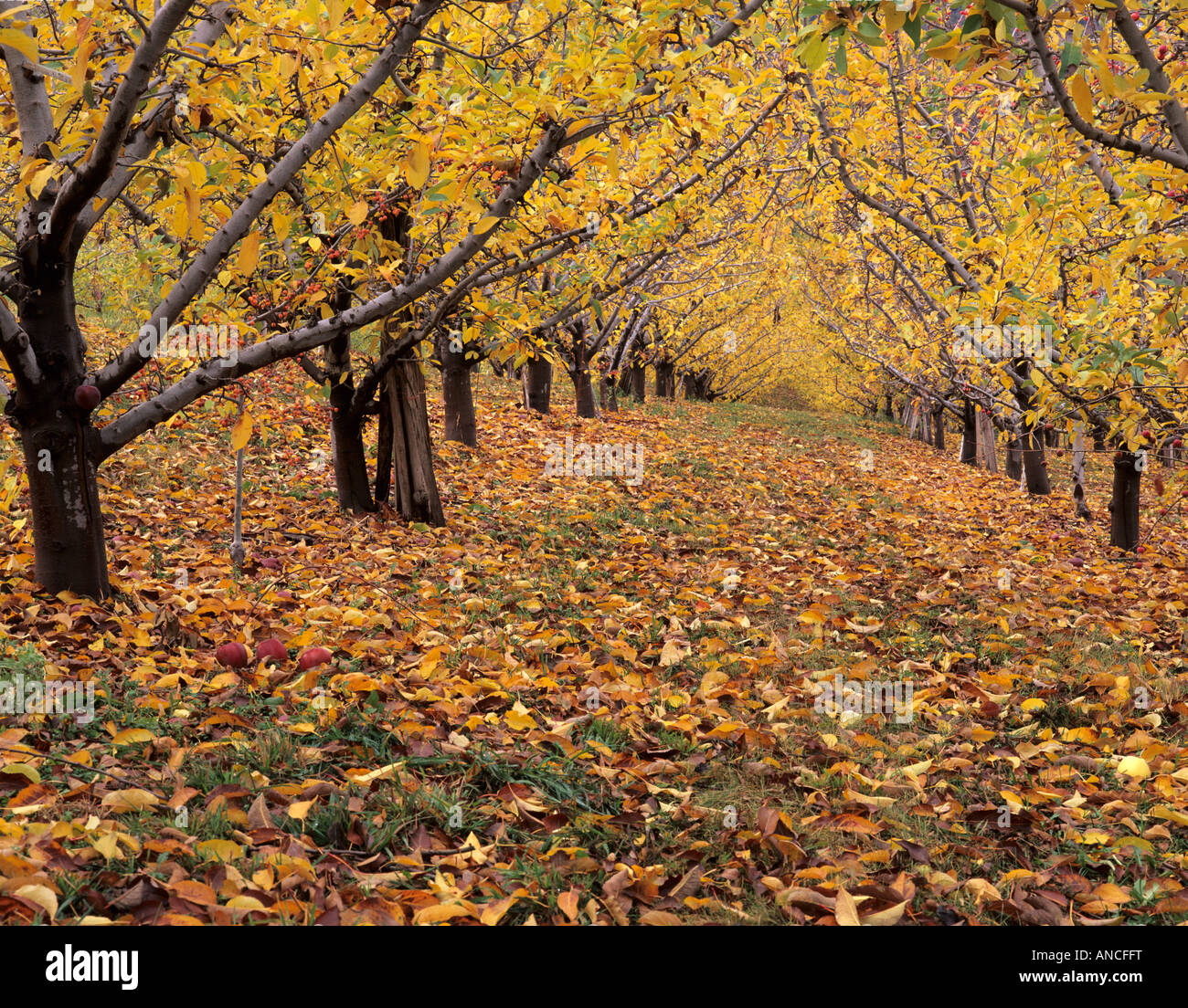 Apple orchard in washington state hires stock photography and images