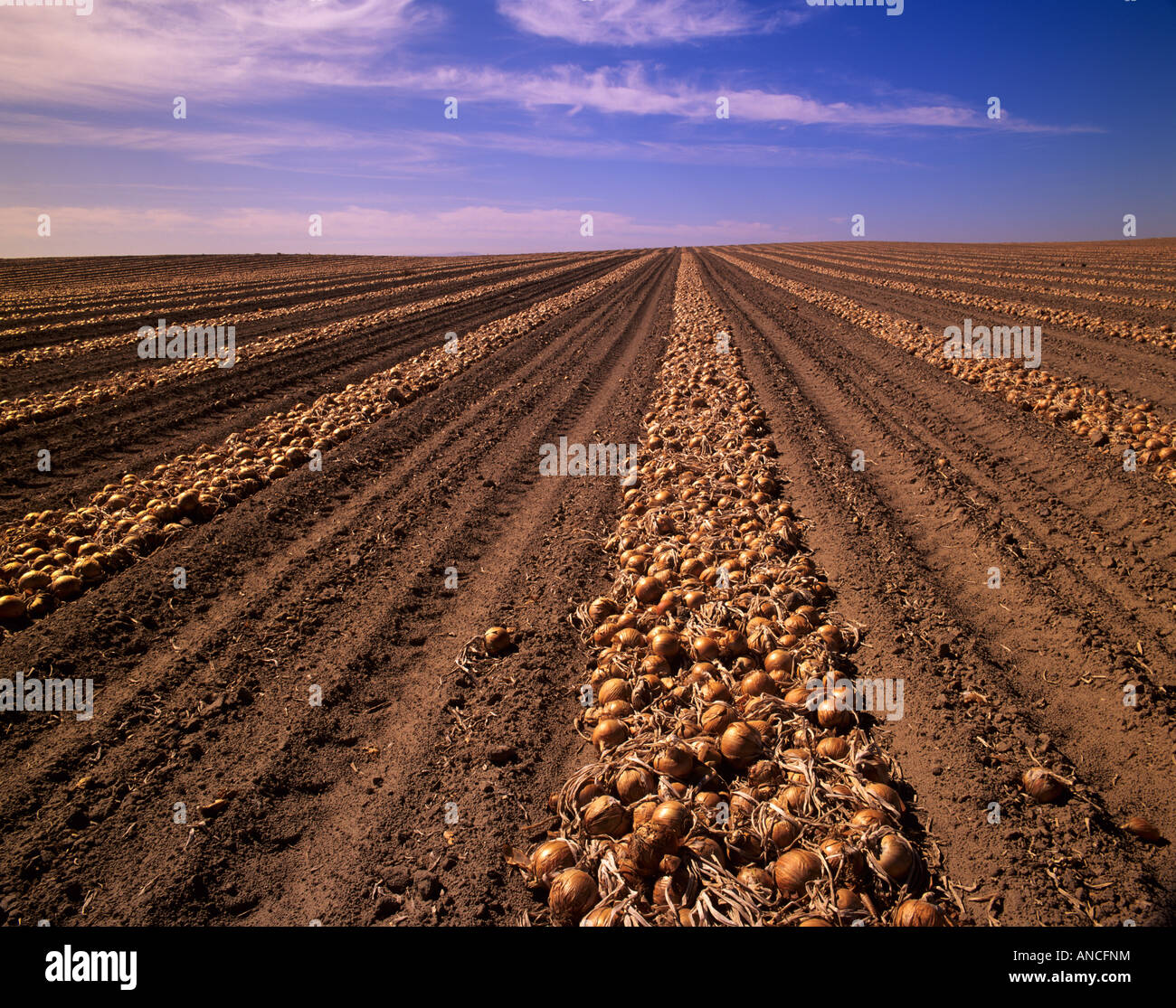 Onion field eastern washington hires stock photography and images Alamy