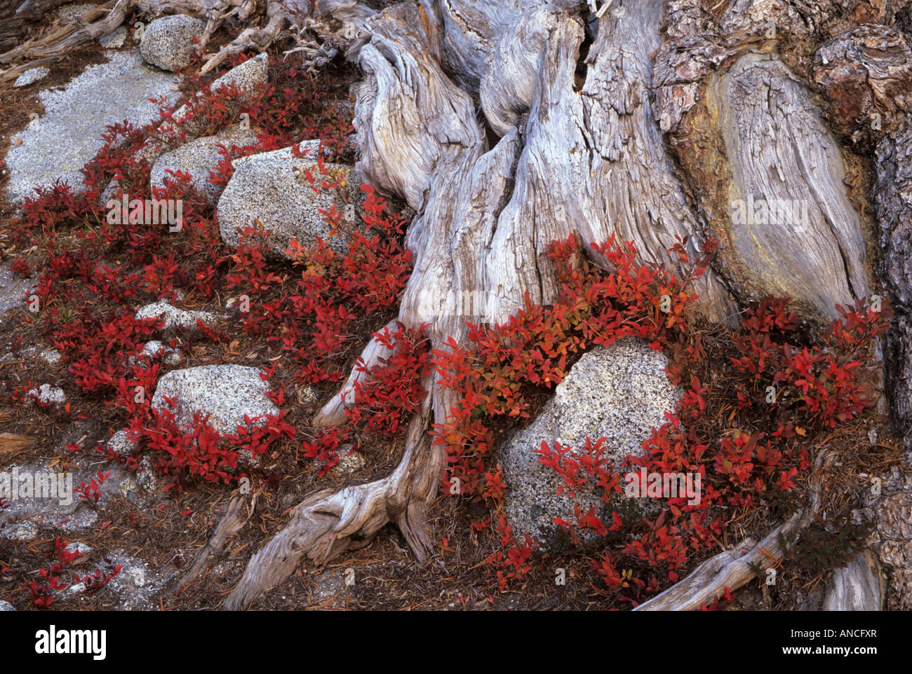 North cascade huckleberry hi-res stock photography and images - Alamy