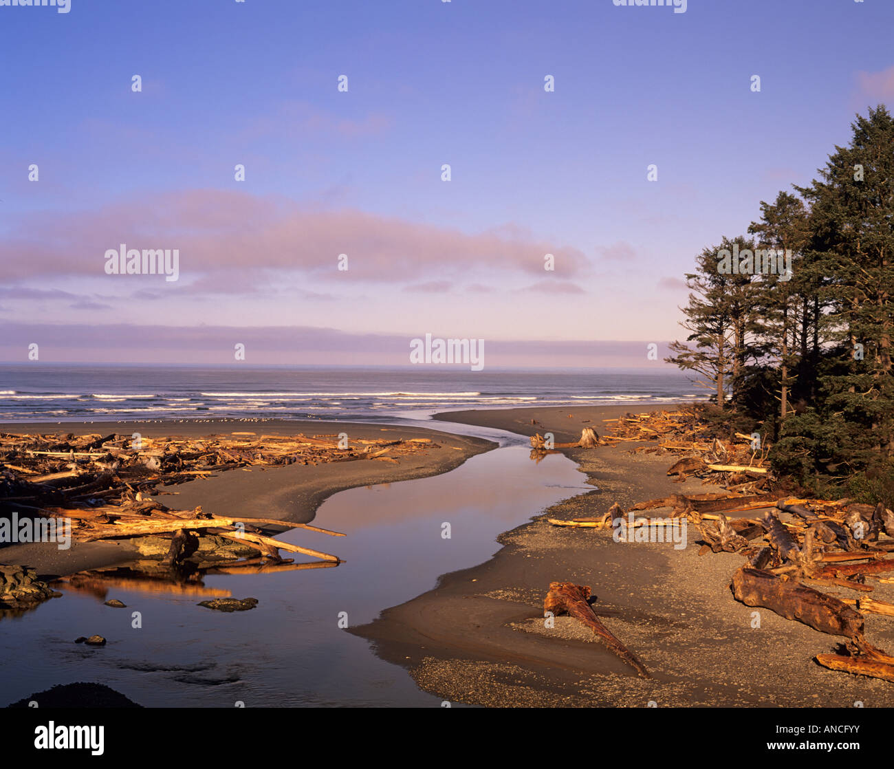 Kalaloch Pacific Stock Photos Kalaloch Pacific Stock Images