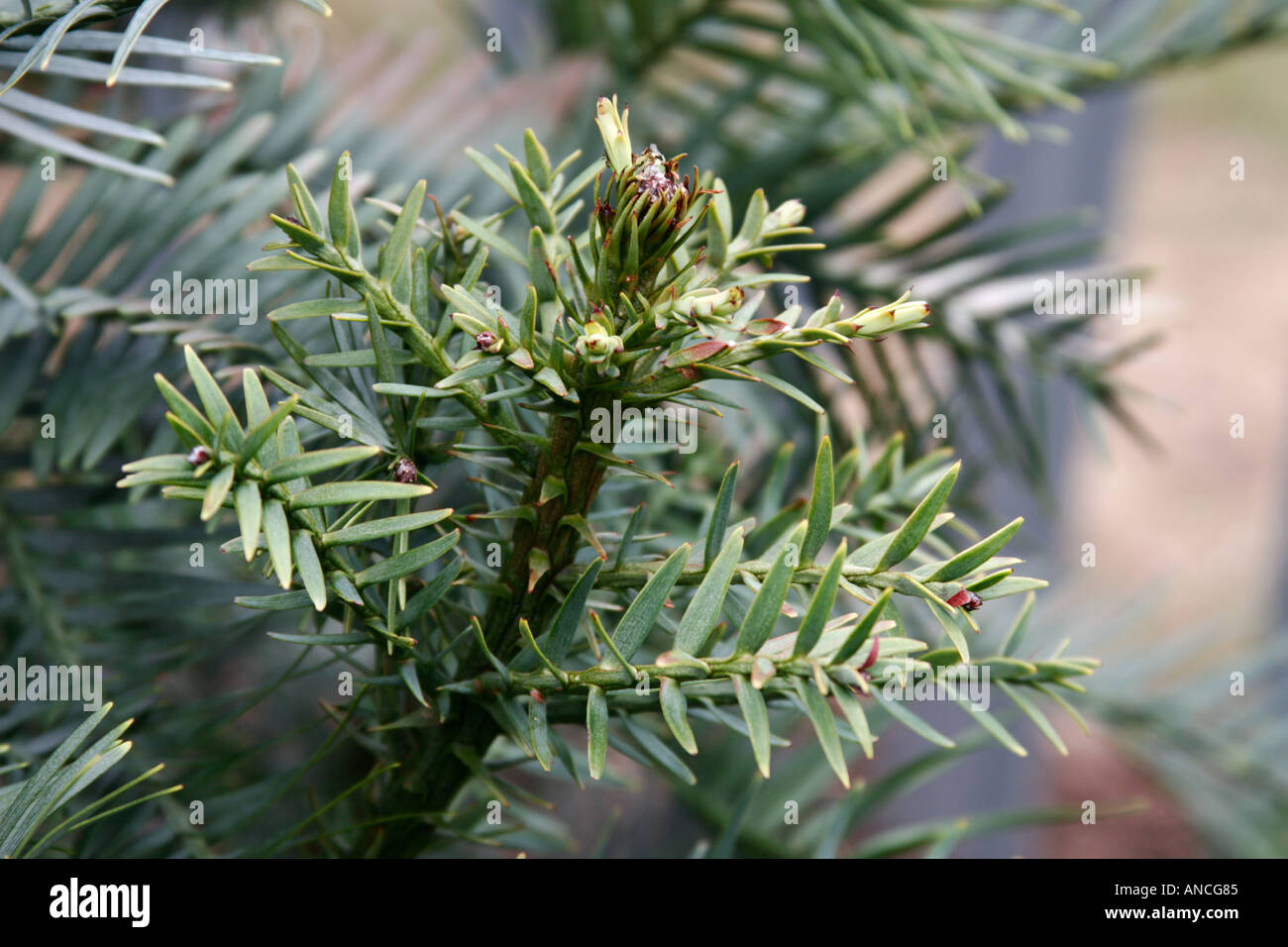 Wollemi Pine, Wollemia nobilis Stock Photo