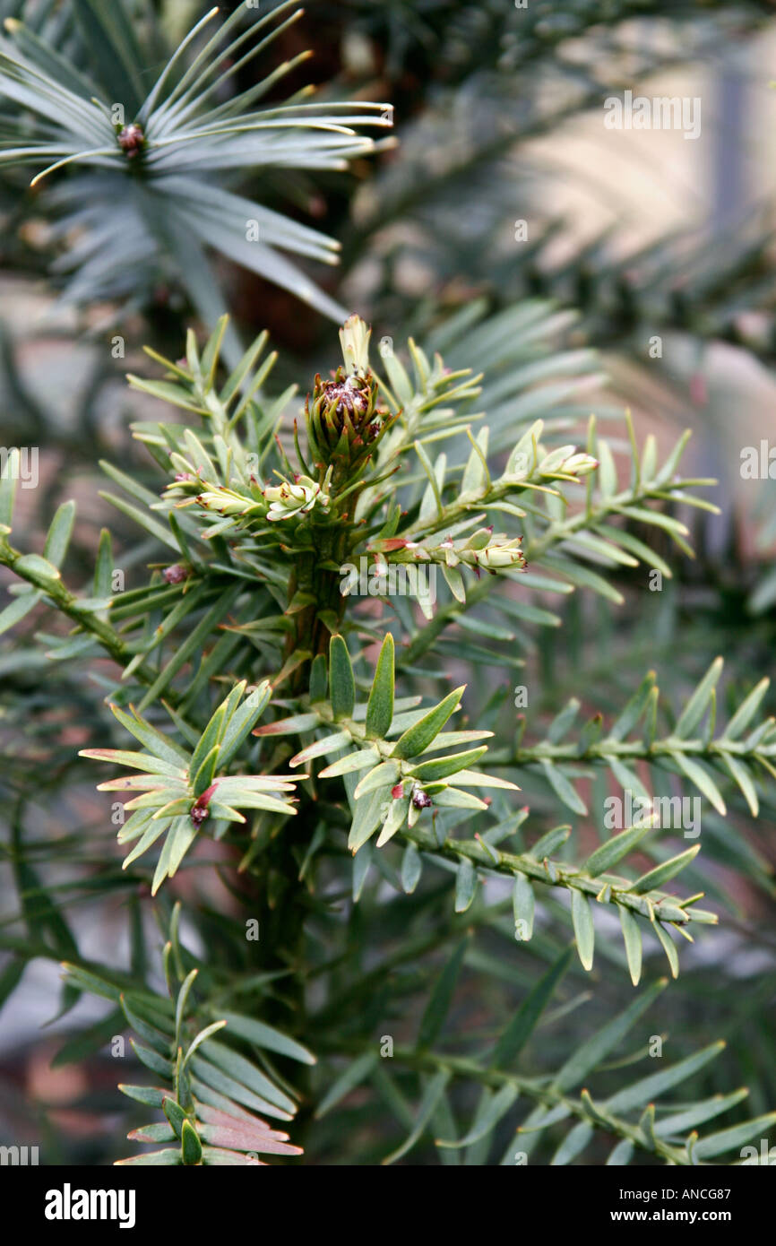 Wollemia nobilis, Wollemi Pine Stock Photo