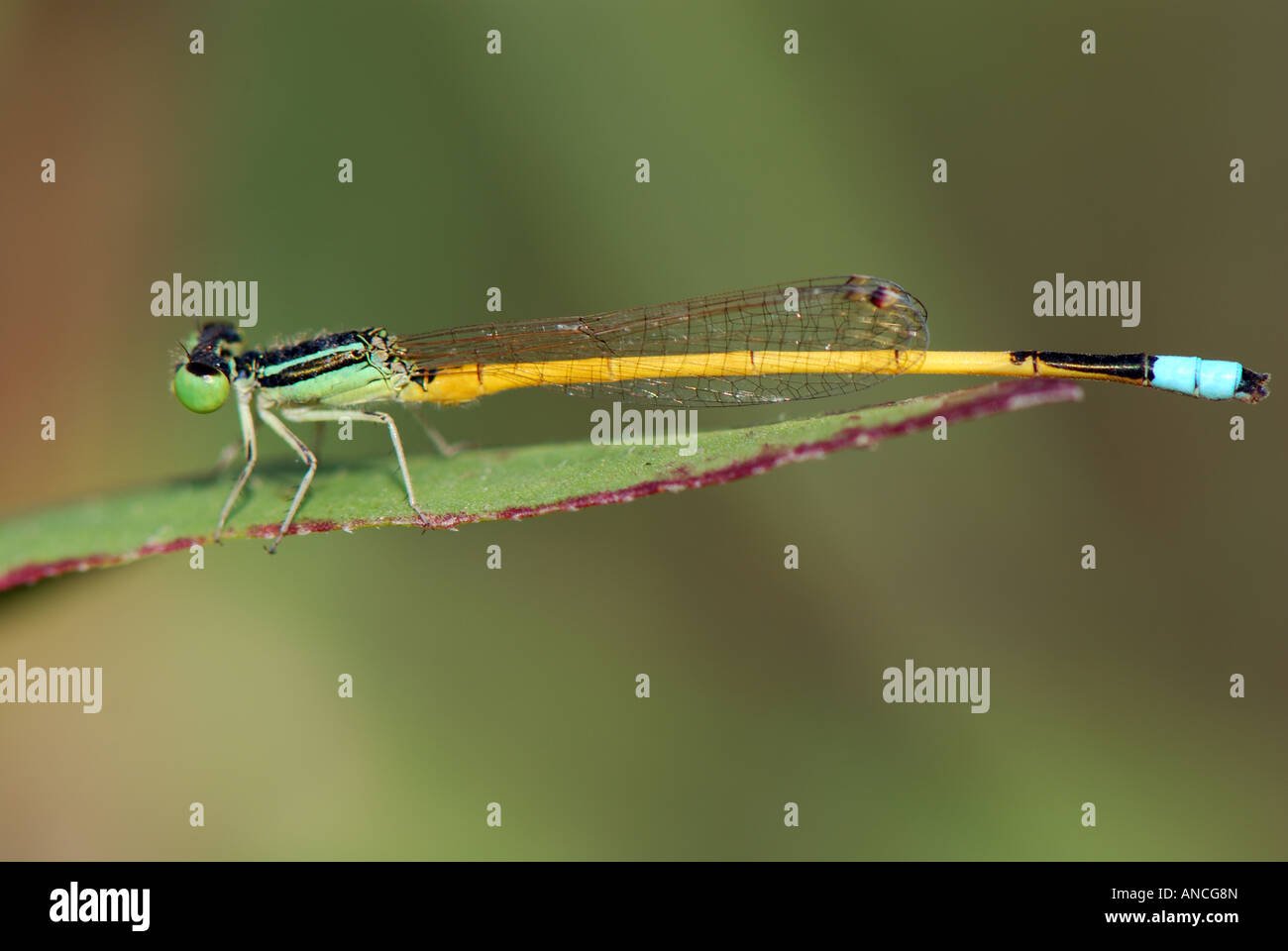 Damselfly on grass blade Stock Photo - Alamy