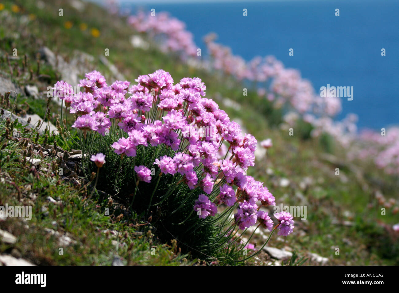 Wild Thrift flowers growing on cliff edge Portland Dorset England UK
