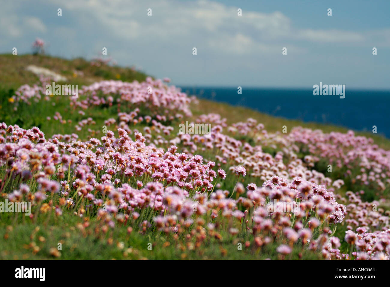 Wild Thrift flowers growing on cliff edge Portland Dorset England UK