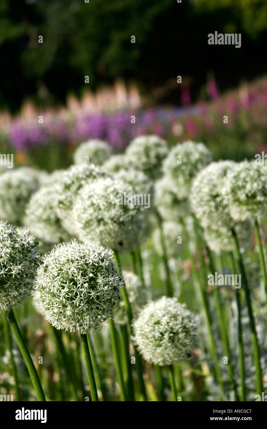 Whit globe flowers, Bournemouth Gardens, Dorset, England, UK Stock Photo