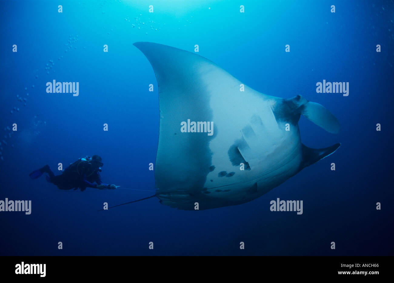 Diver seeks to free a giant manta that has tangled in fishing line, largest members of the ray family. Grow to over 5.5m wide.Th Stock Photo