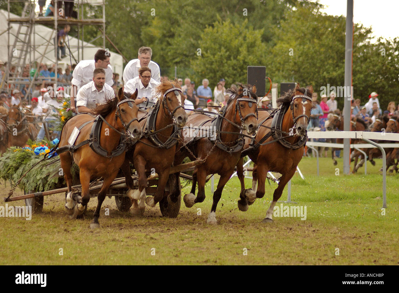 A 4 horse team racing at the annual Saignelegier Horse Fair, Switzerland Stock Photo