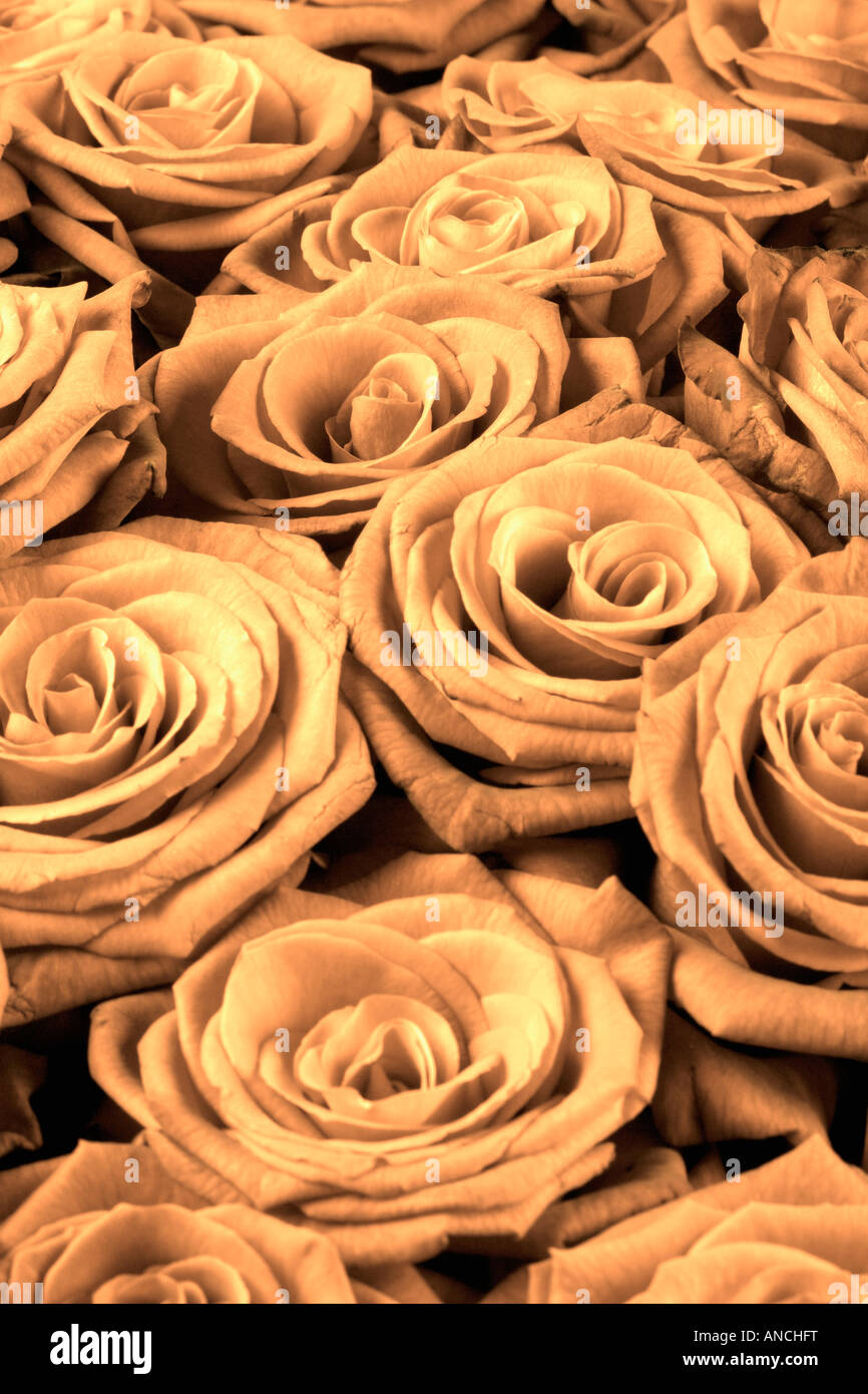 BOUQUET OF A ROSES Stock Photo