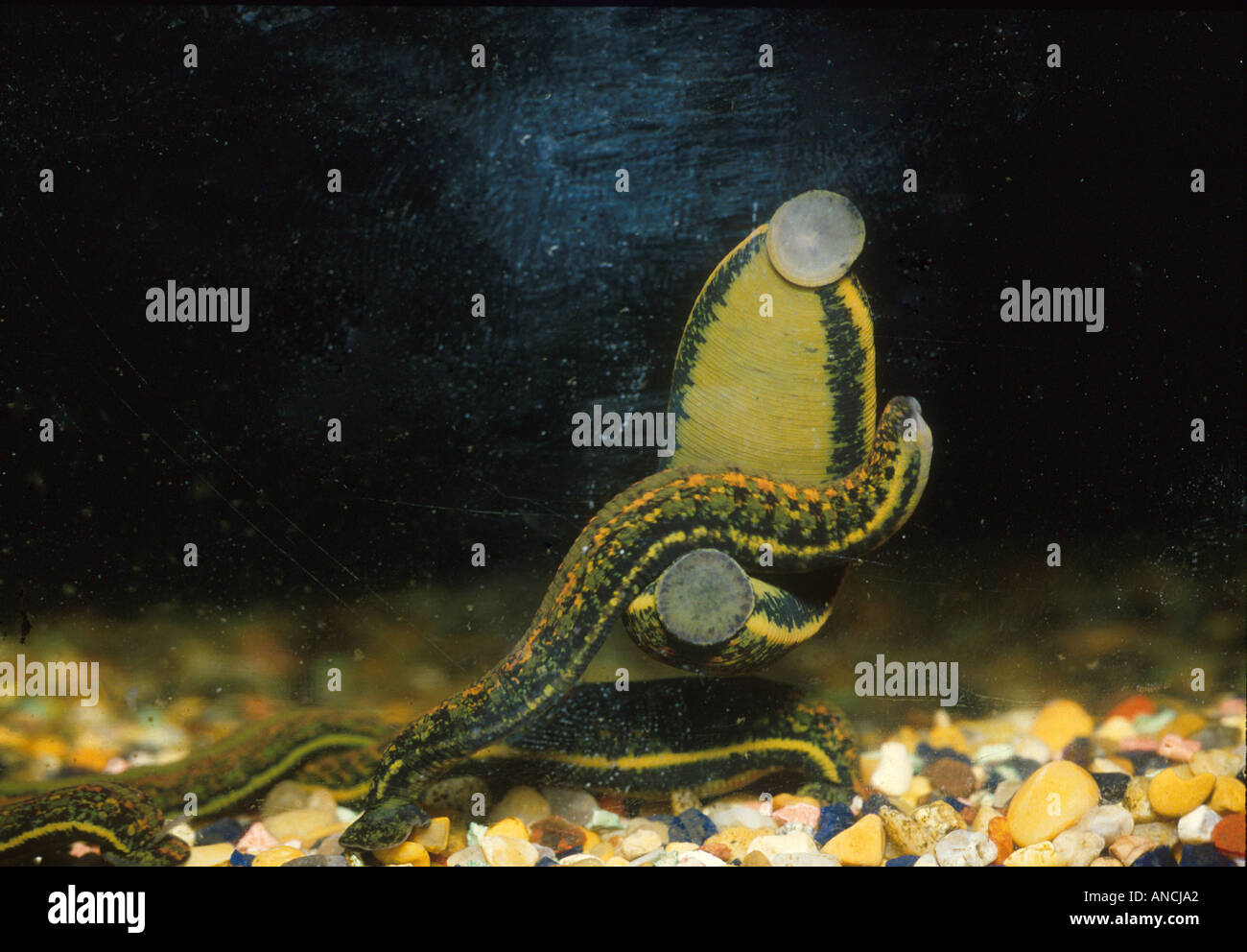 Leech High Resolution Stock Photography and Images - Alamy