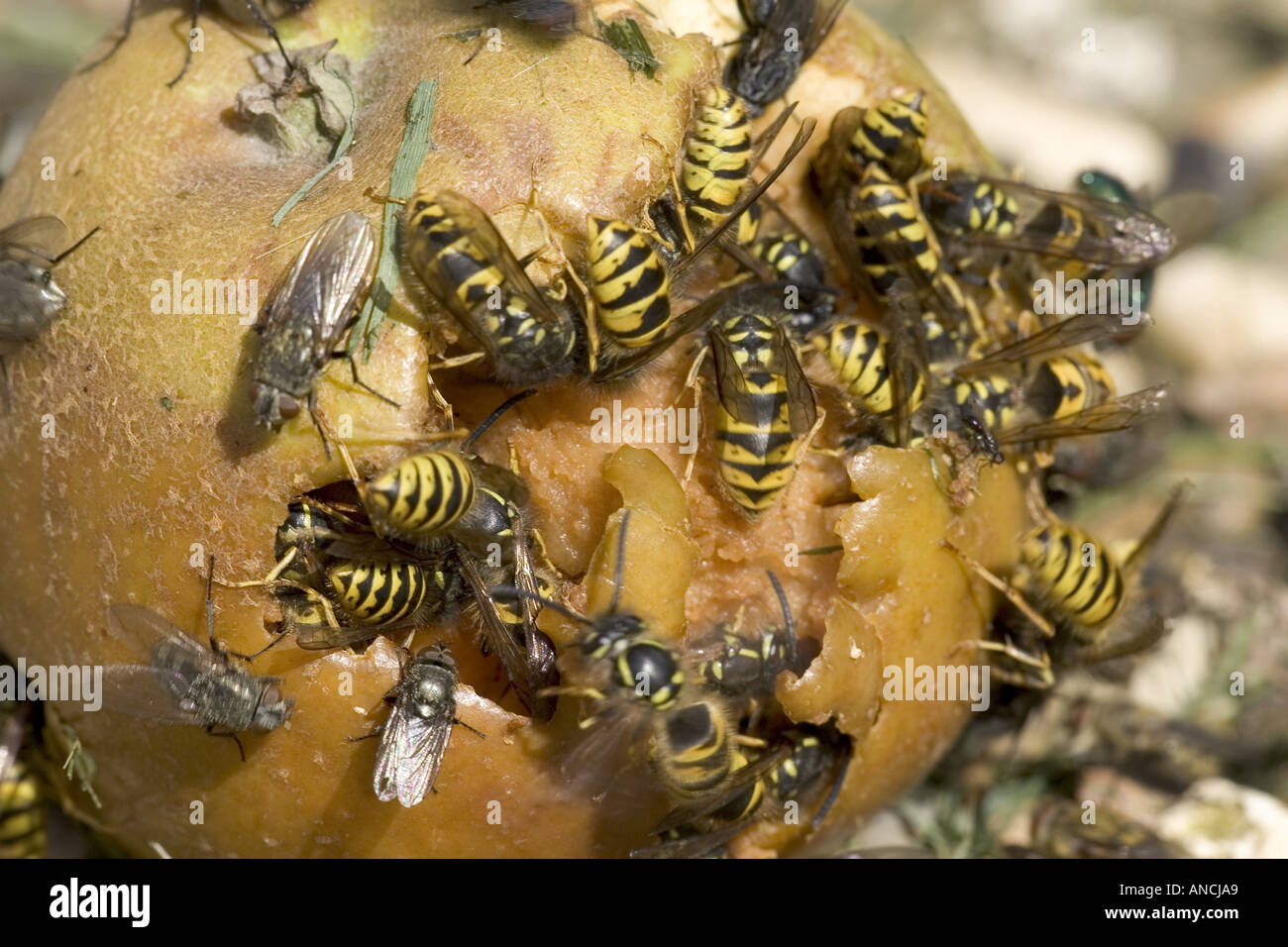 Common Wasps Vespa vulgaris eating apple Stock Photo Alamy