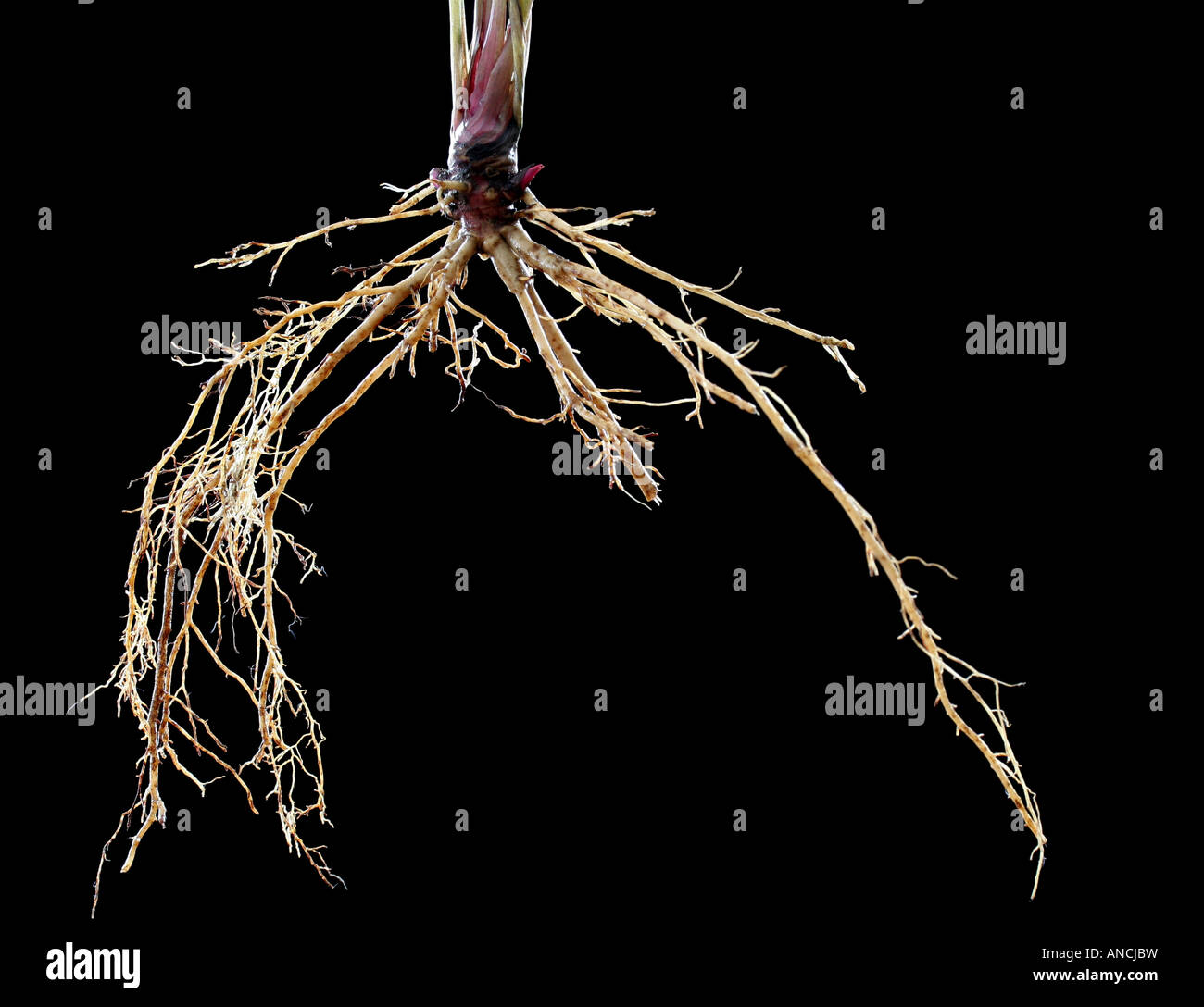 Freshly harvested roots of Echinacea purpurea (purple coneflower) a traditional herbal medicine Stock Photo
