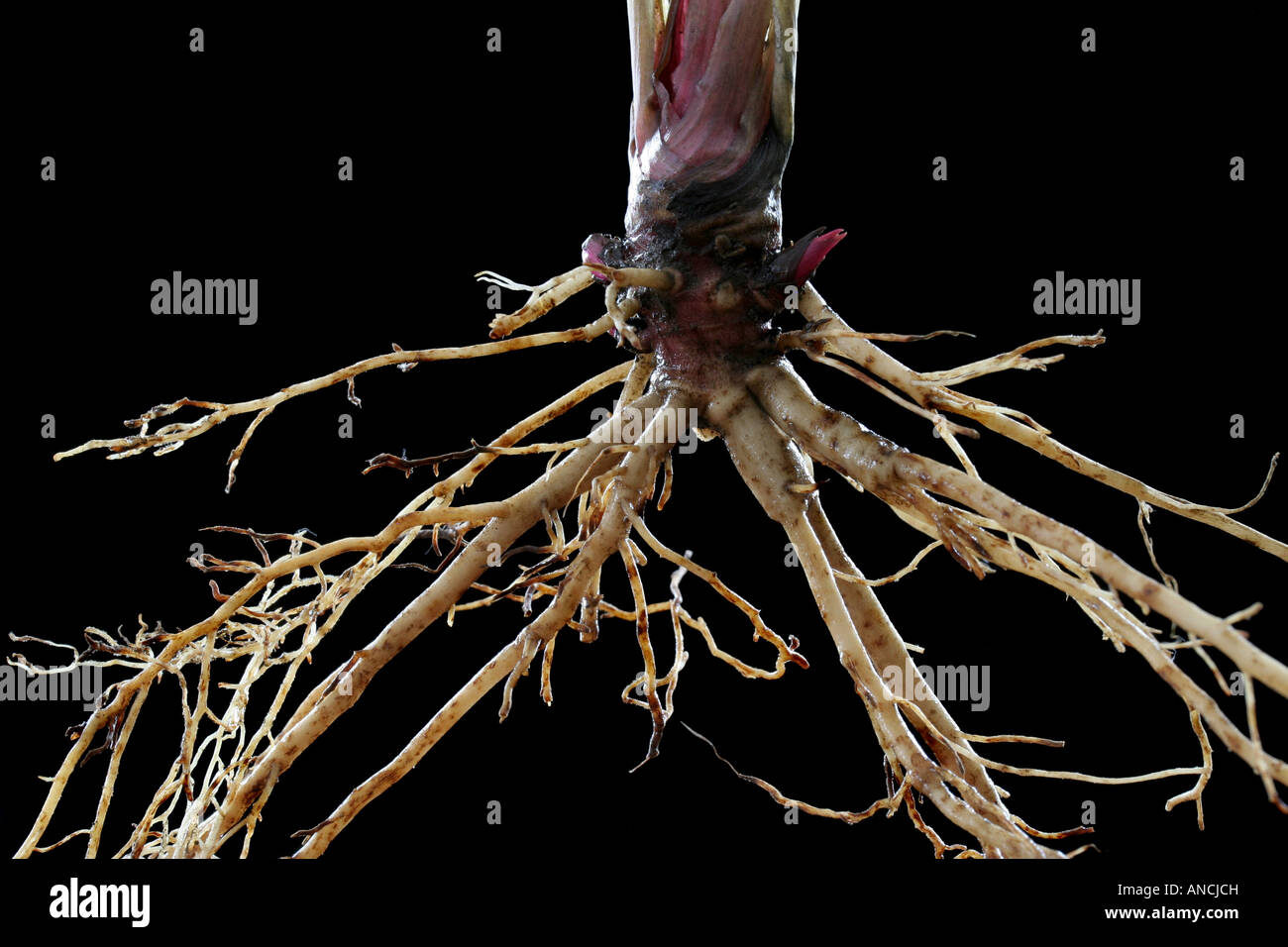 Freshly harvested roots of Echinacea purpurea (purple coneflower), a traditional herbal medicine