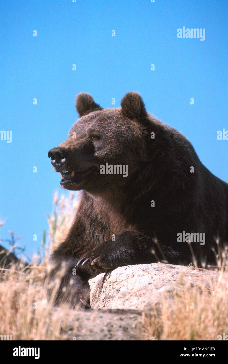 Kodiak Bear aka Alaskan Grizzly Bear and Alaska Brown Bear (Ursus arctos middendorffi) lying in Sun - North American Wild Animal Stock Photo