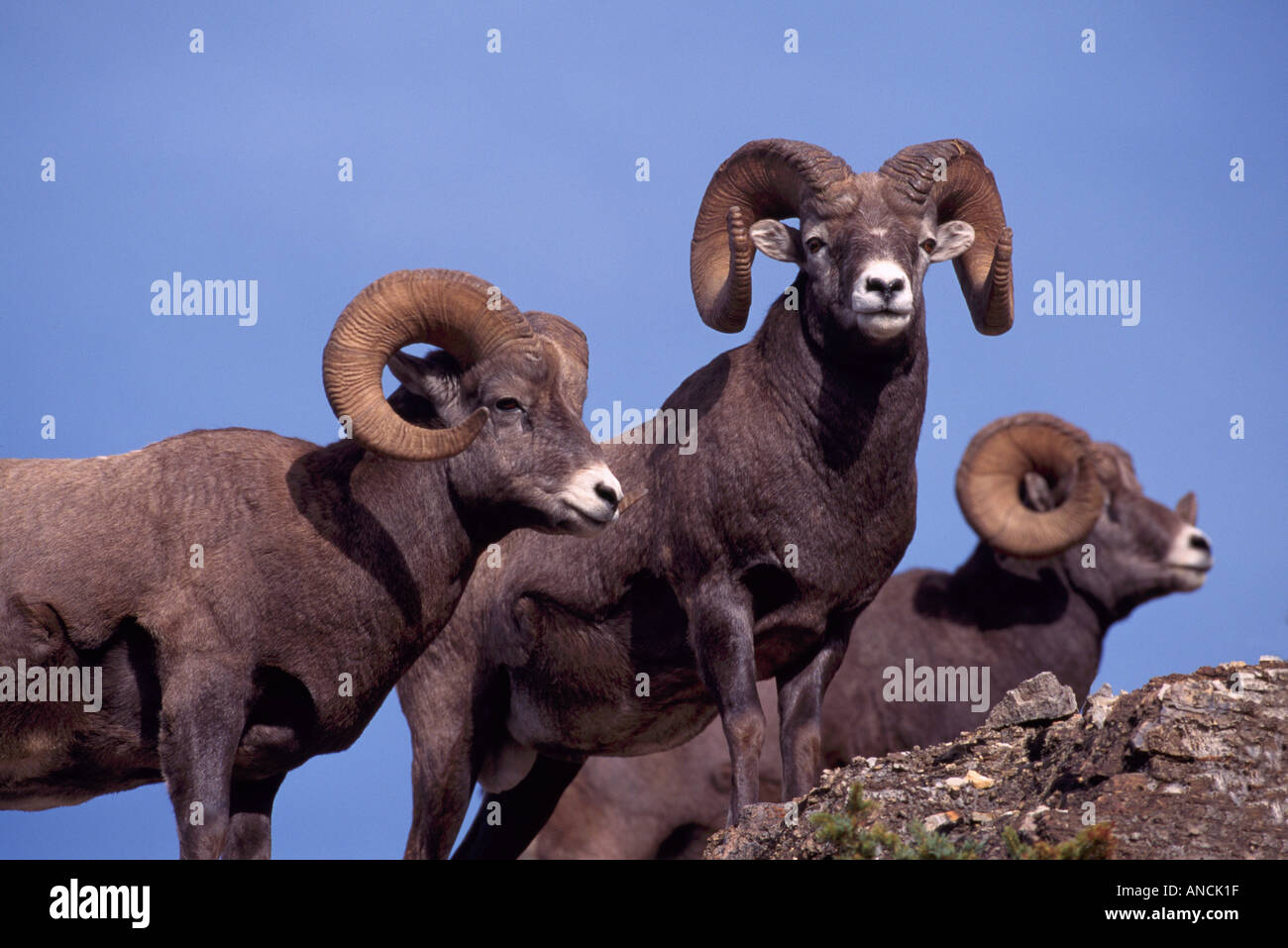Rocky Mountain Bighorn Sheep Rams (Ovis canadensis), Jasper National