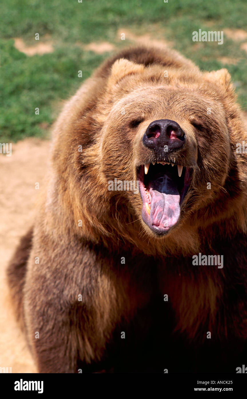 Kodiak Bear aka Alaskan Grizzly Bear and Alaska Brown Bear (Ursus arctos middendorffi) roaring - North American Wild Animals Stock Photo