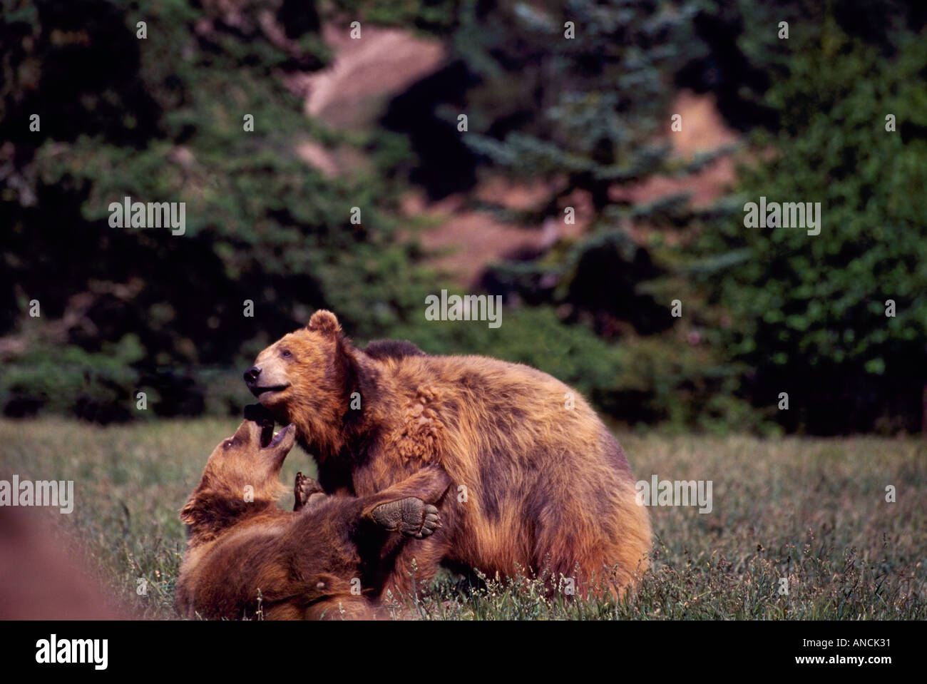 Two Grizzly Bears with Latin Name of Ursus horribilis fighting in