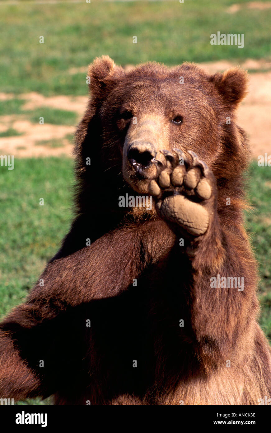 Canadian grizzley bear hires stock photography and images Alamy