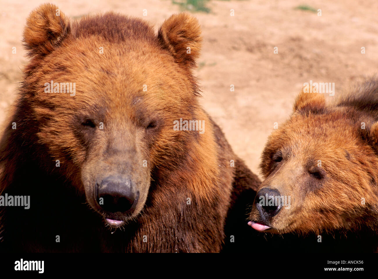 Kodiak Bear aka Alaskan Grizzly Bear and Alaska Brown Bear (Ursus