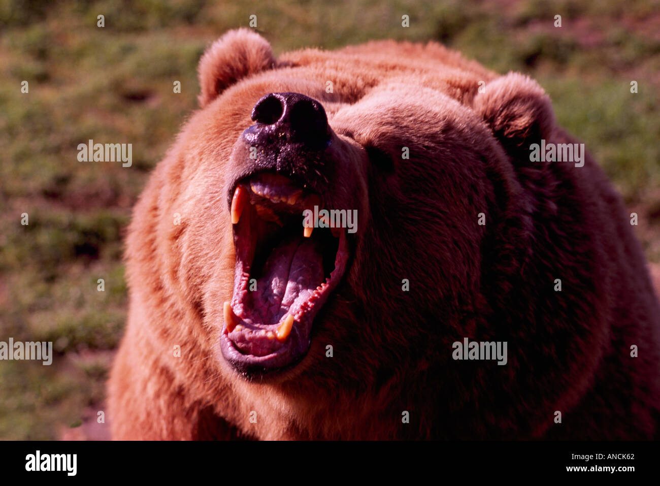 Kodiak Bear aka Alaskan Grizzly Bear and Alaska Brown Bear (Ursus arctos middendorffi) roaring - North American Wild Animals Stock Photo