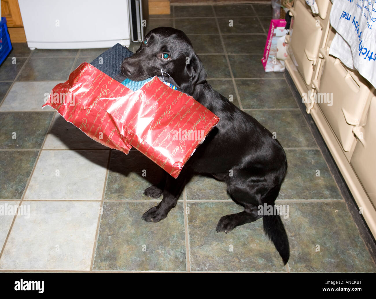 Black labrador carrying Christmas present in mouth UK Stock Photo Alamy