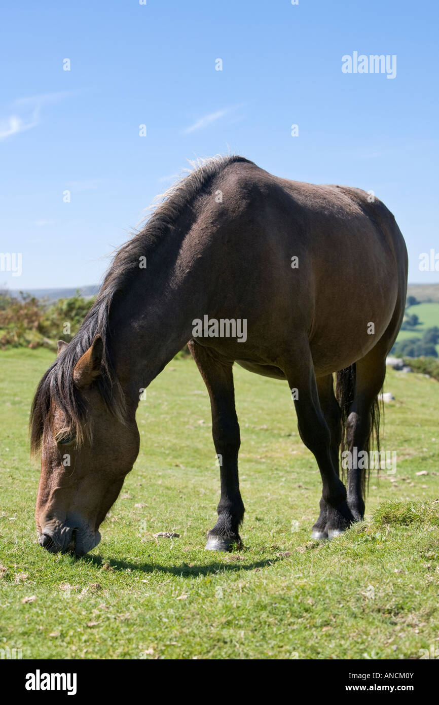 Dartmoor Pony grazing UK Stock Photo