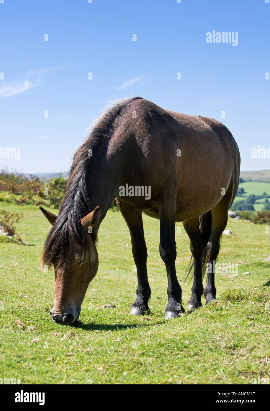 Dartmoor pony hires stock photography and images Alamy